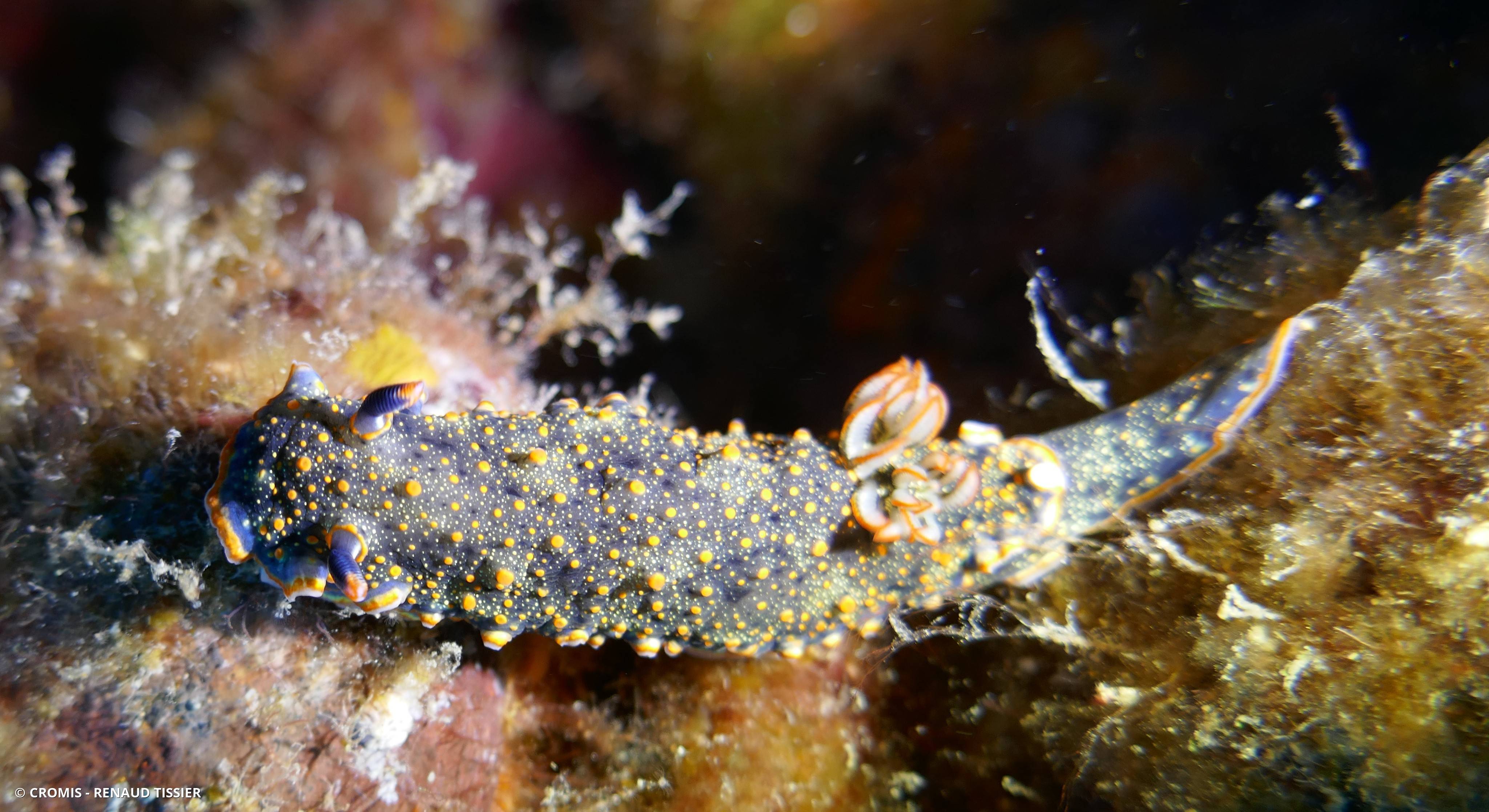 Chromolaichma d’Edmunds