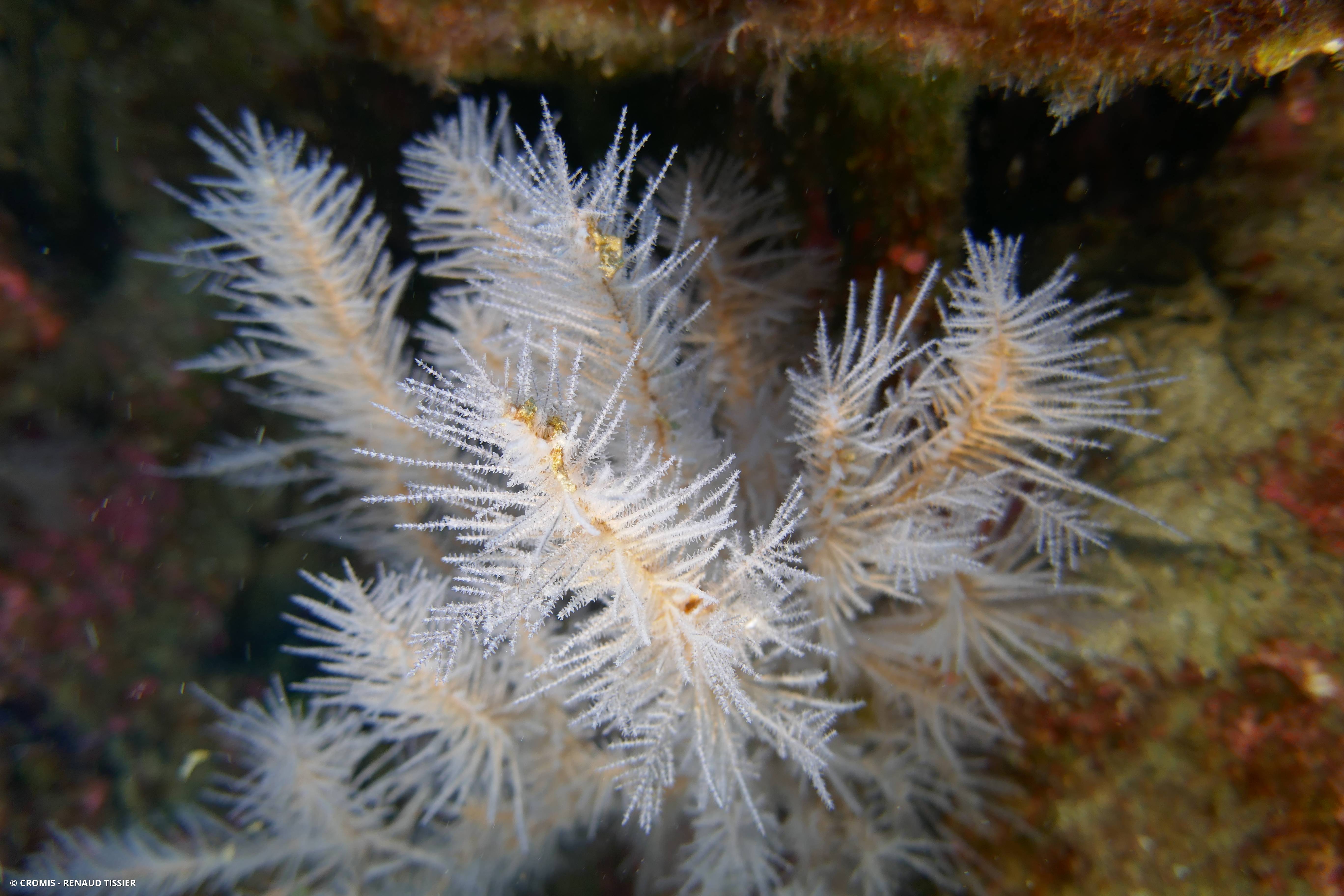 Corail noir canarien