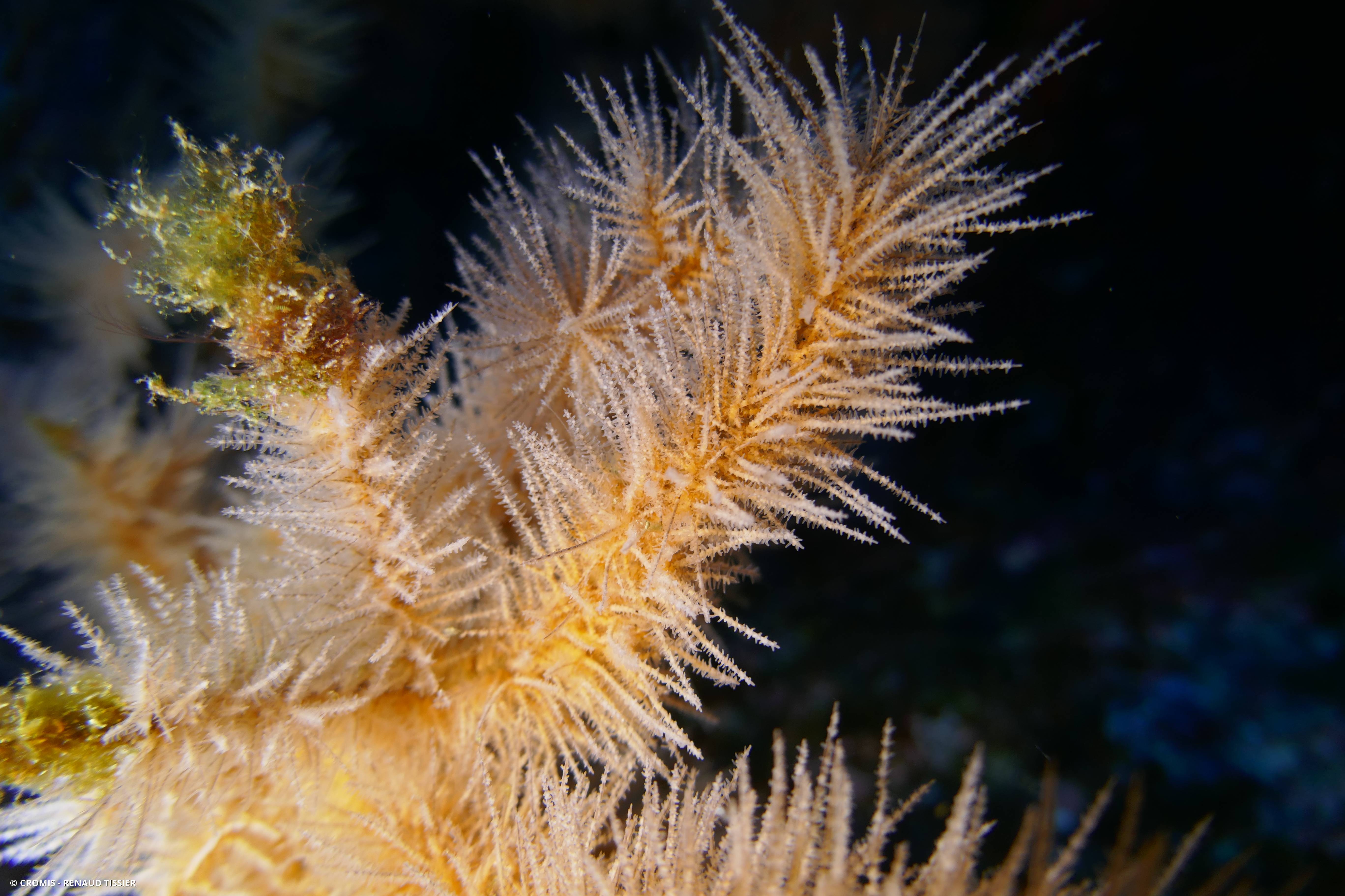 Corail noir canarien