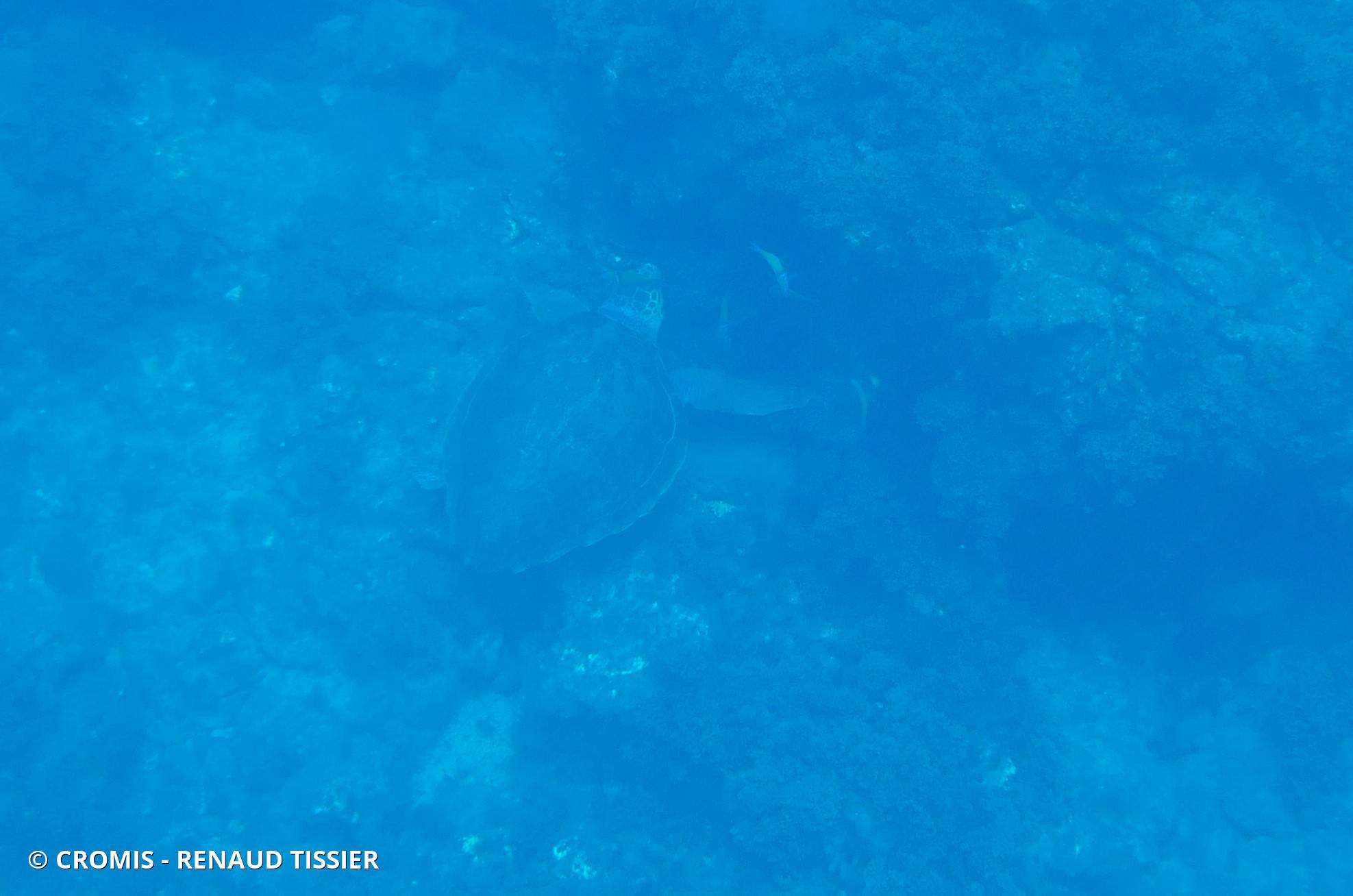 Tortue caouanne
