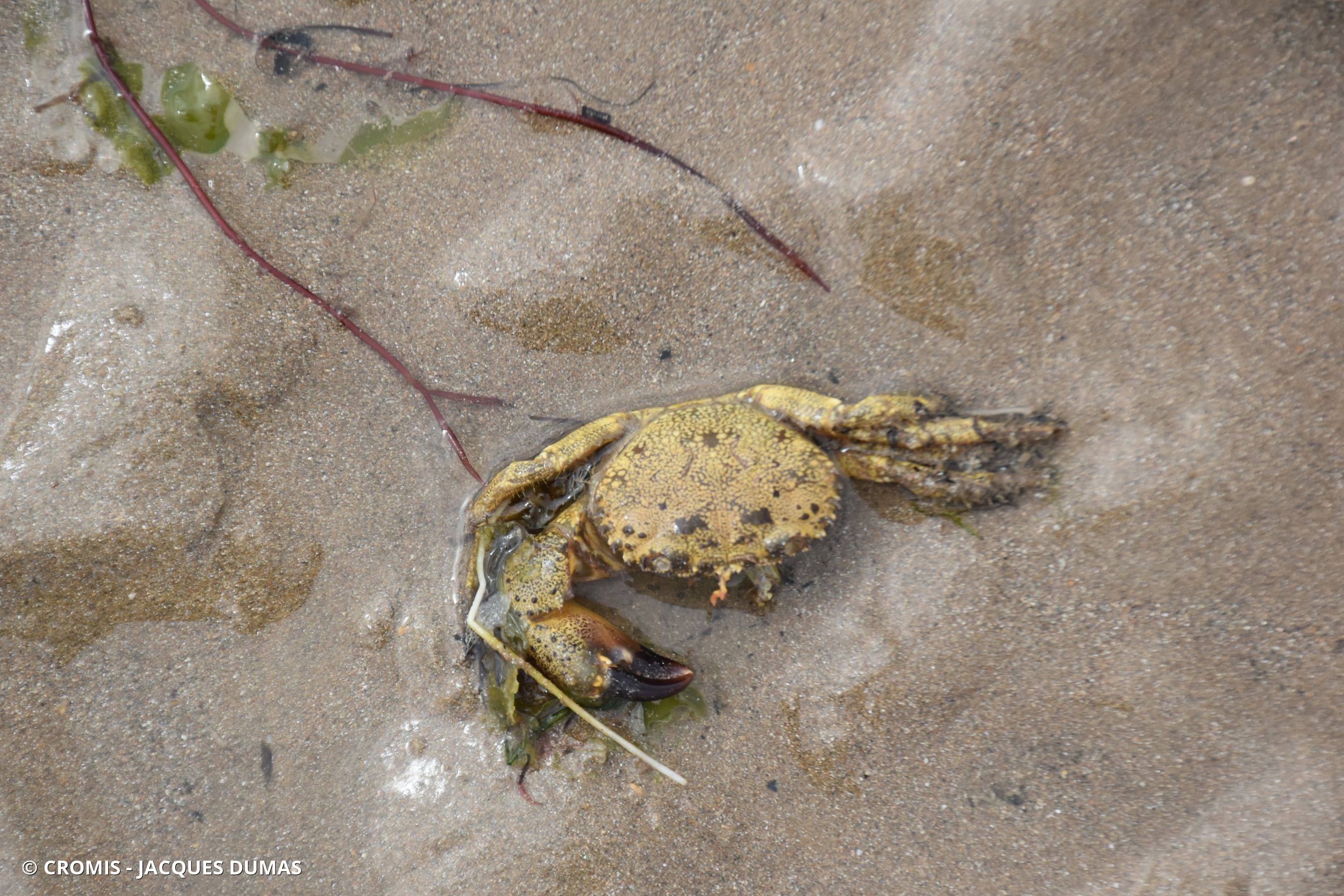 Crabe verruqueux