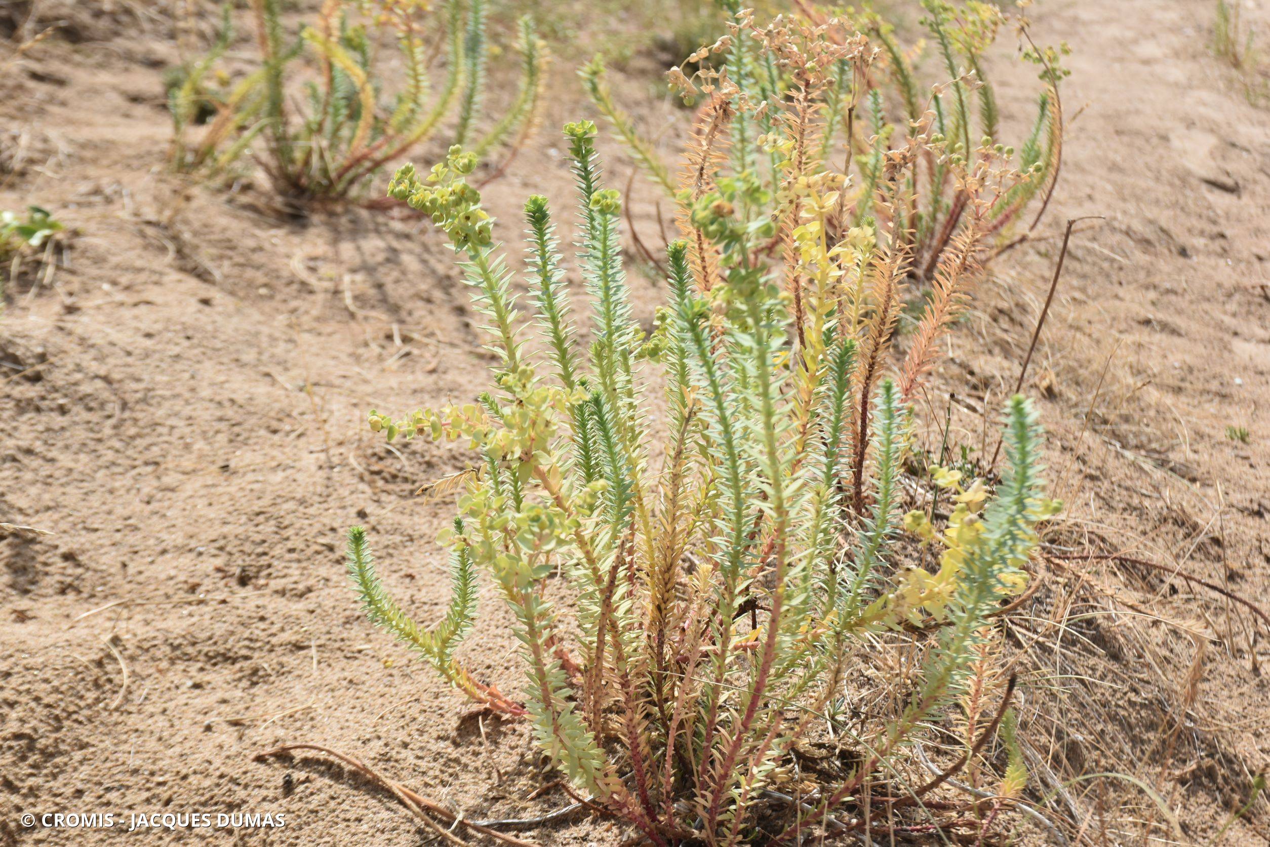 Euphorbe des dunes