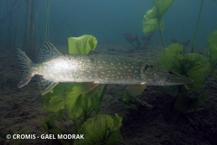 Brochet
