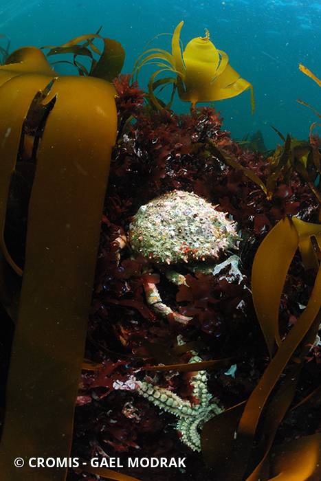 Araignée de mer Atlantique