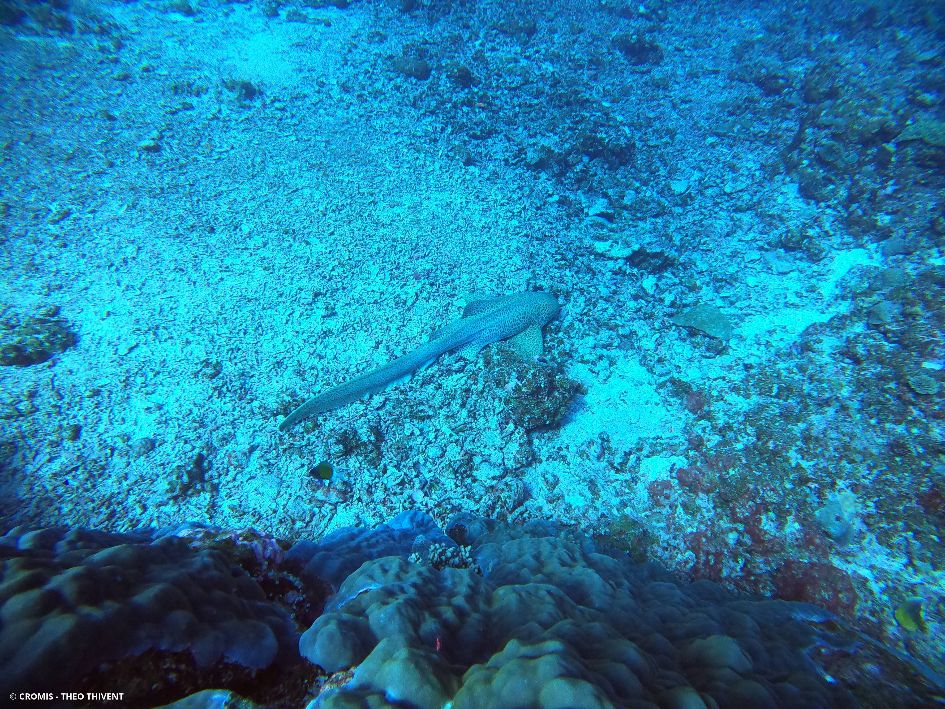 Requin léopard