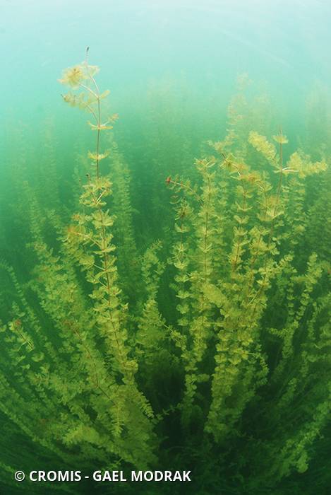 Myriophylle