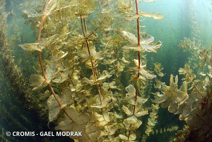 Myriophylle