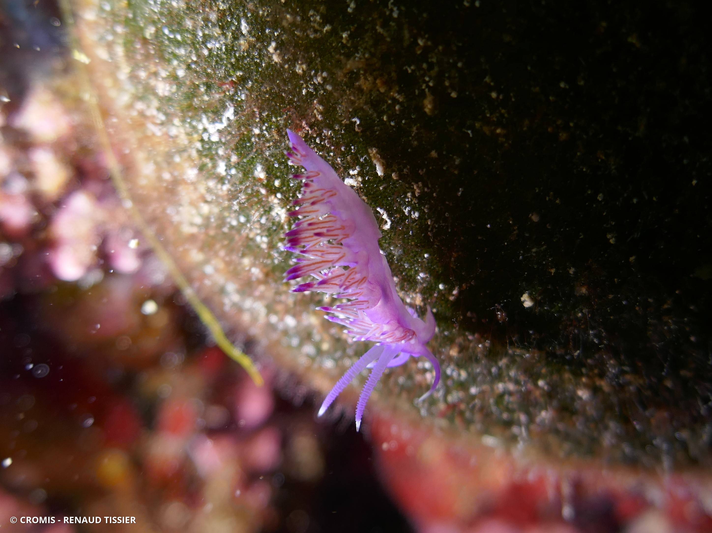 Flabelline mauve
