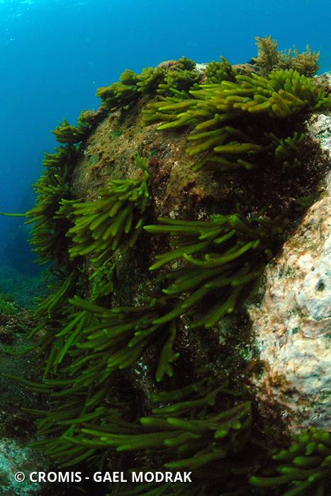 Codium allongé