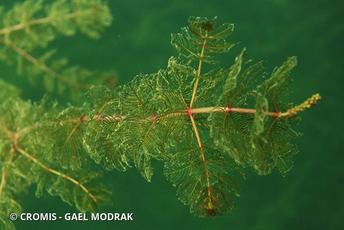 Myriophylle