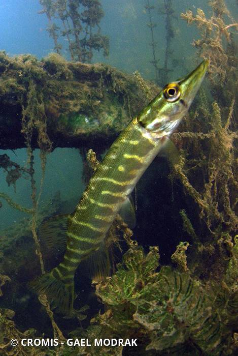 Brochet