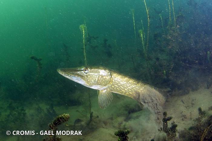 Brochet