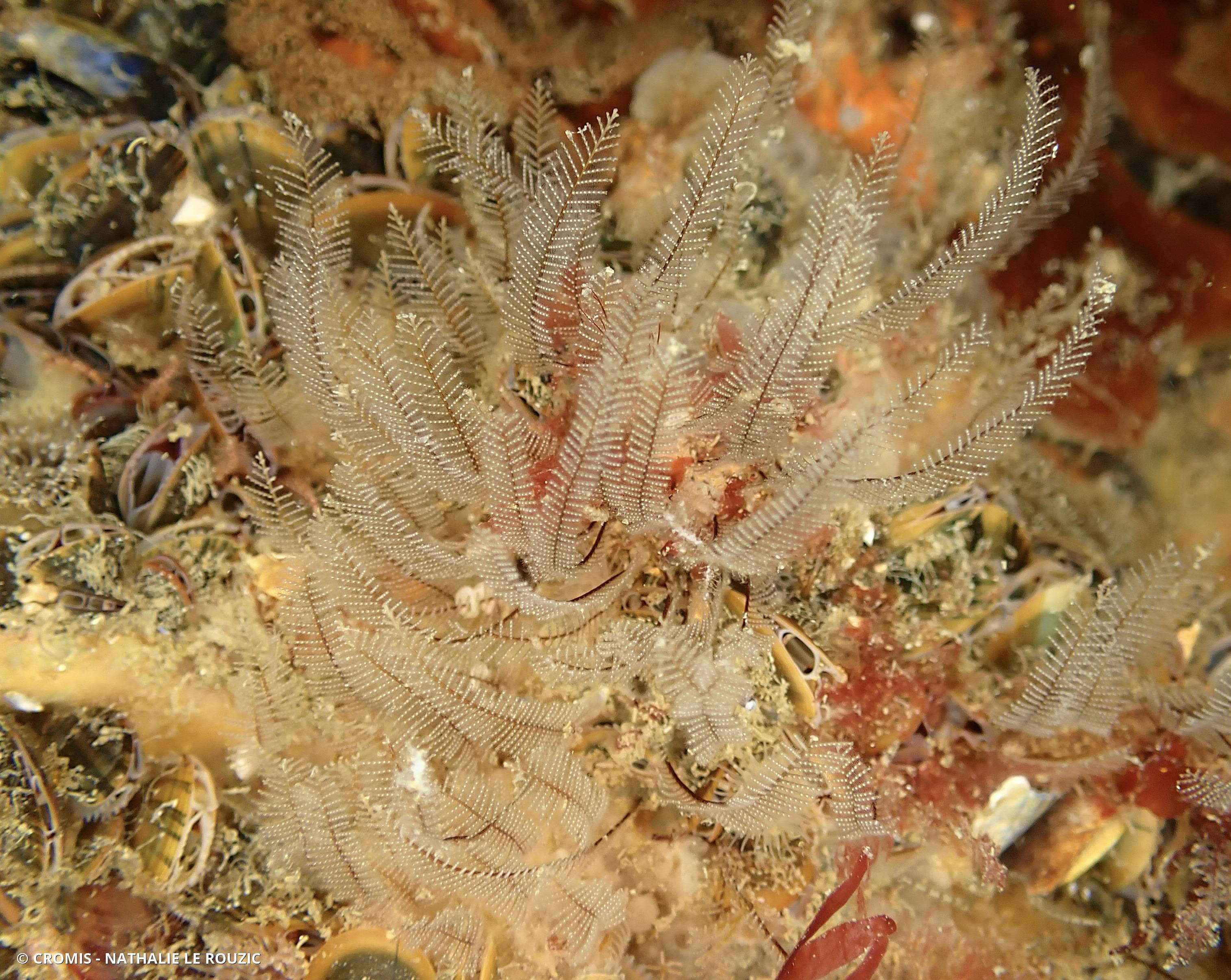 Plumule bicolore