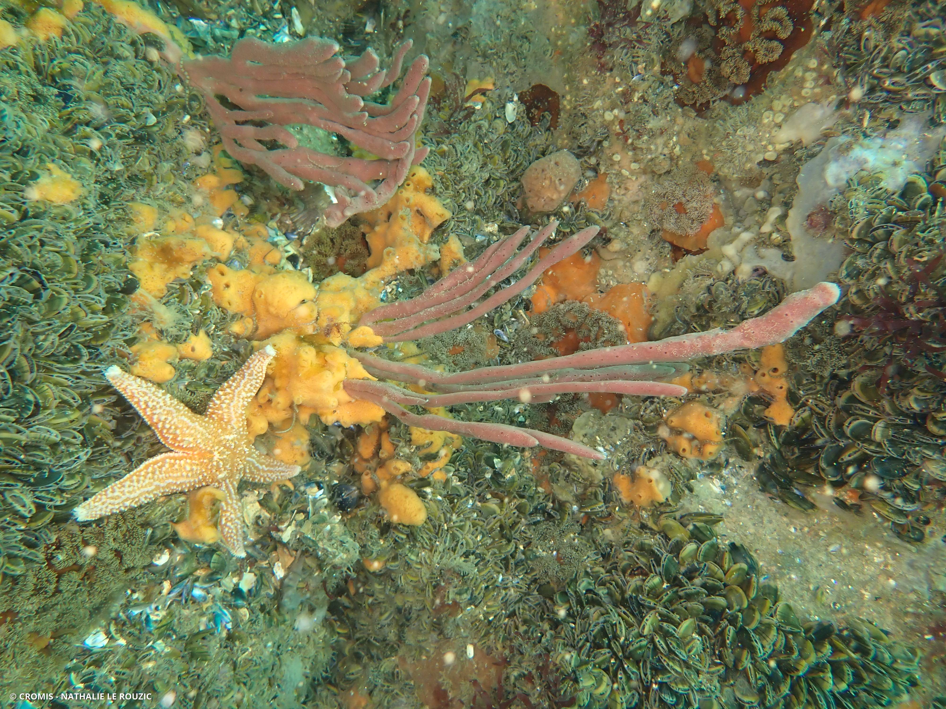 Chaline oculée