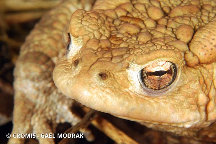Crapaud commun