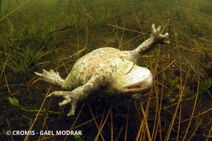 Crapaud commun