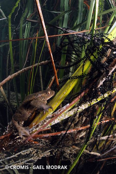 Crapaud commun