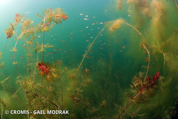 Myriophylle