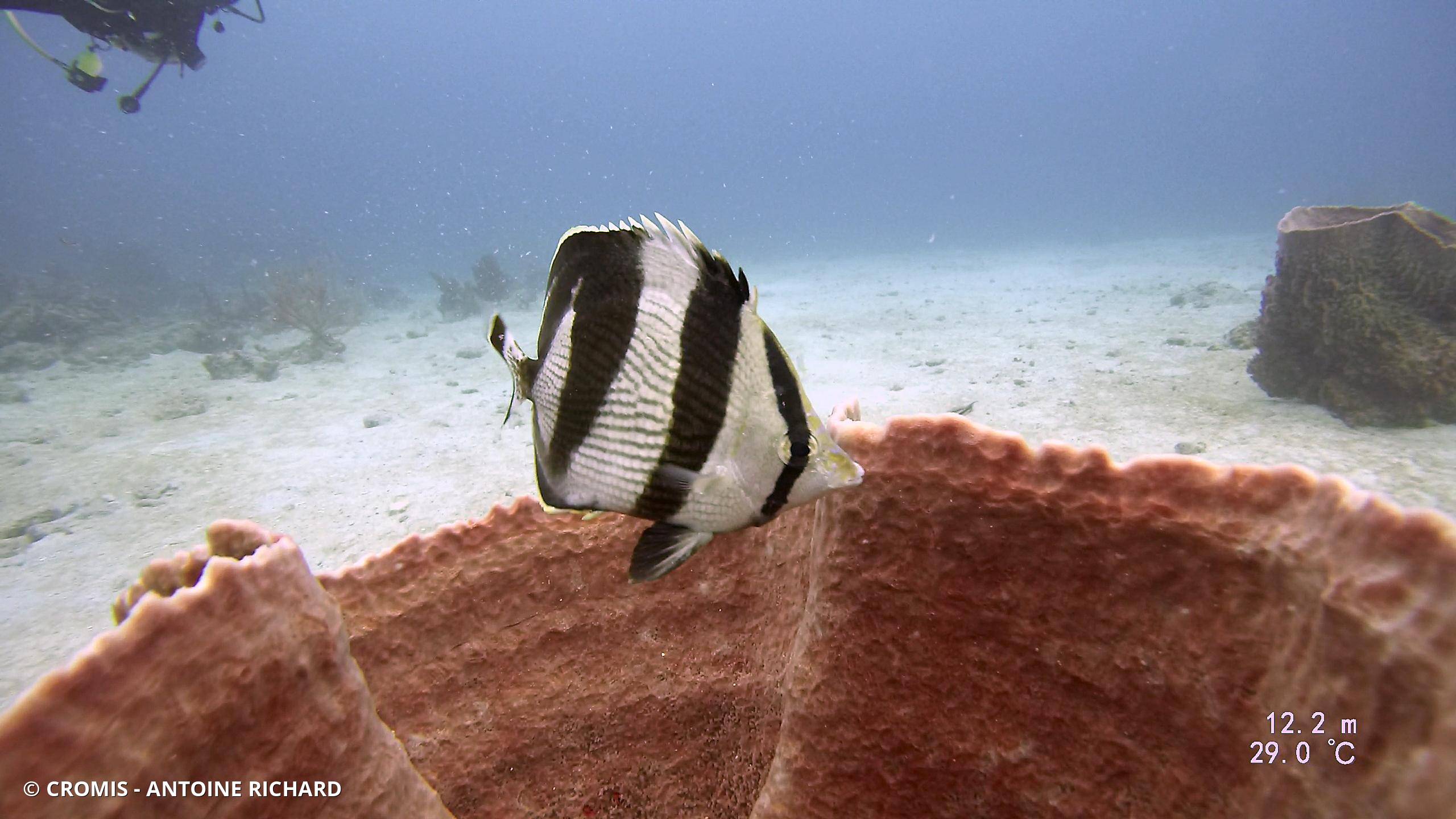 Poisson-papillon strié