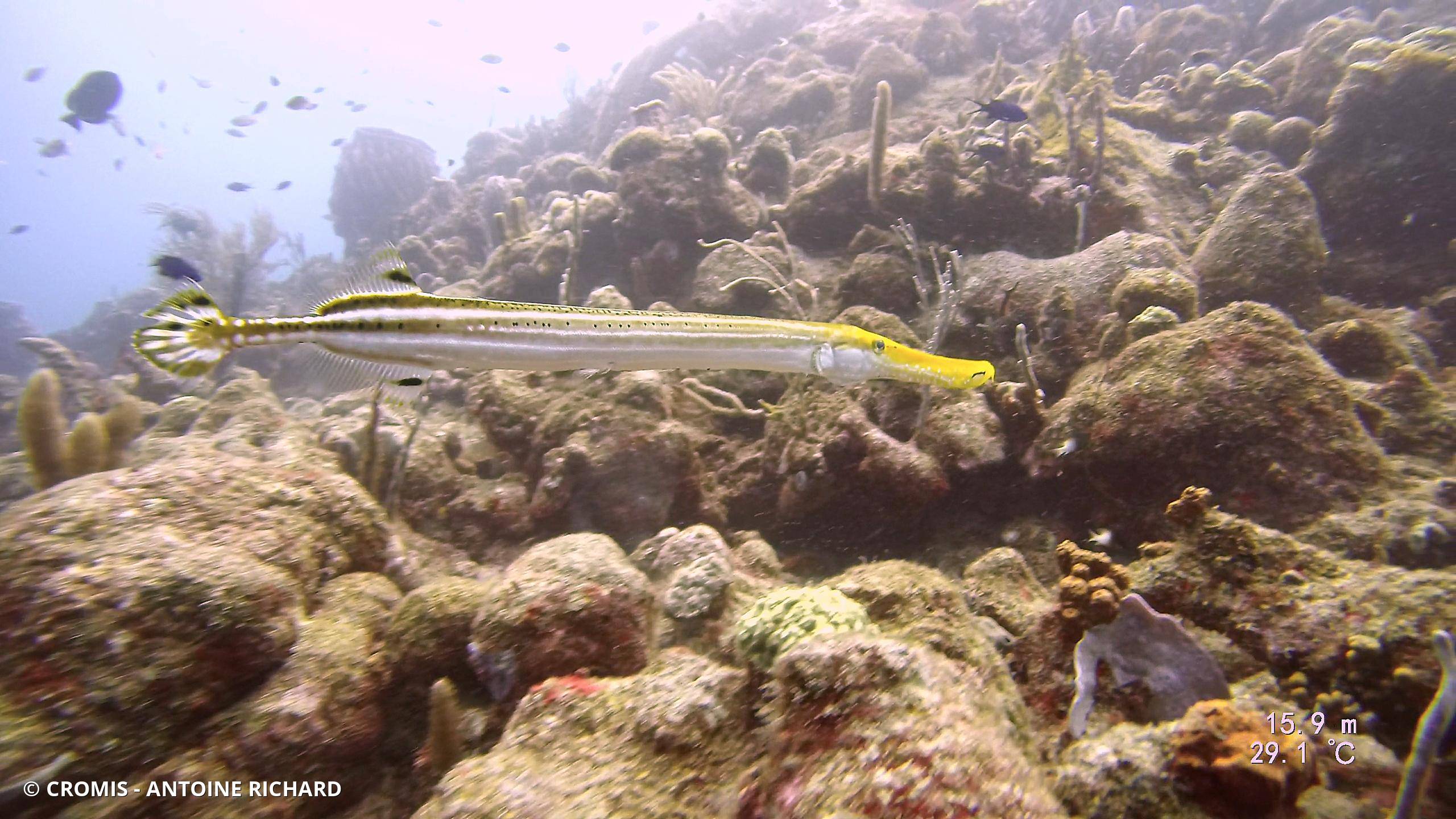 Poisson-trompette des Caraïbes