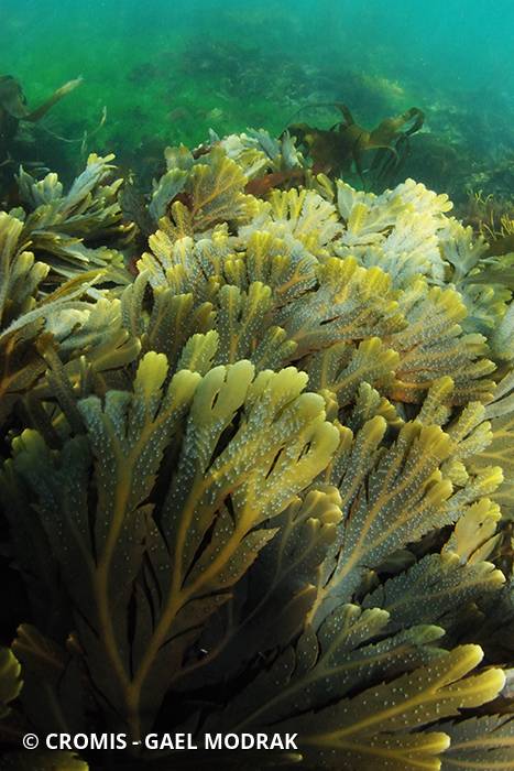 Fucus denté