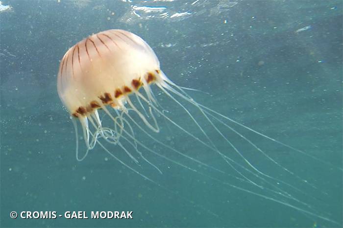 Méduse rayonnée