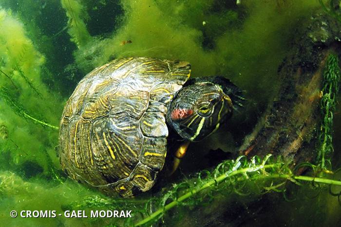 Tortue de Floride