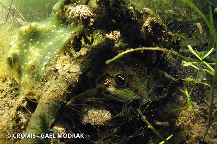 Grenouille commune