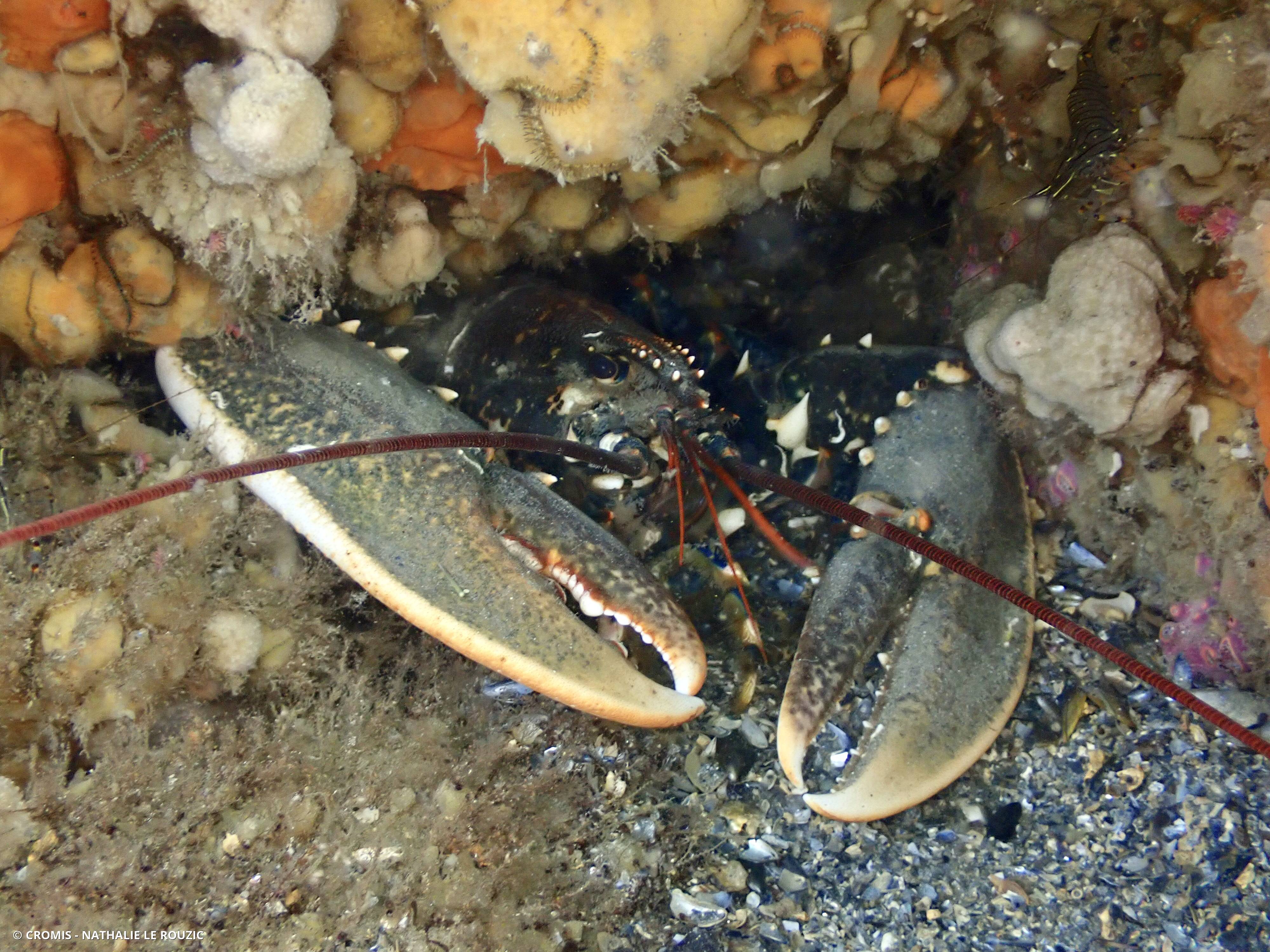 Homard européen
