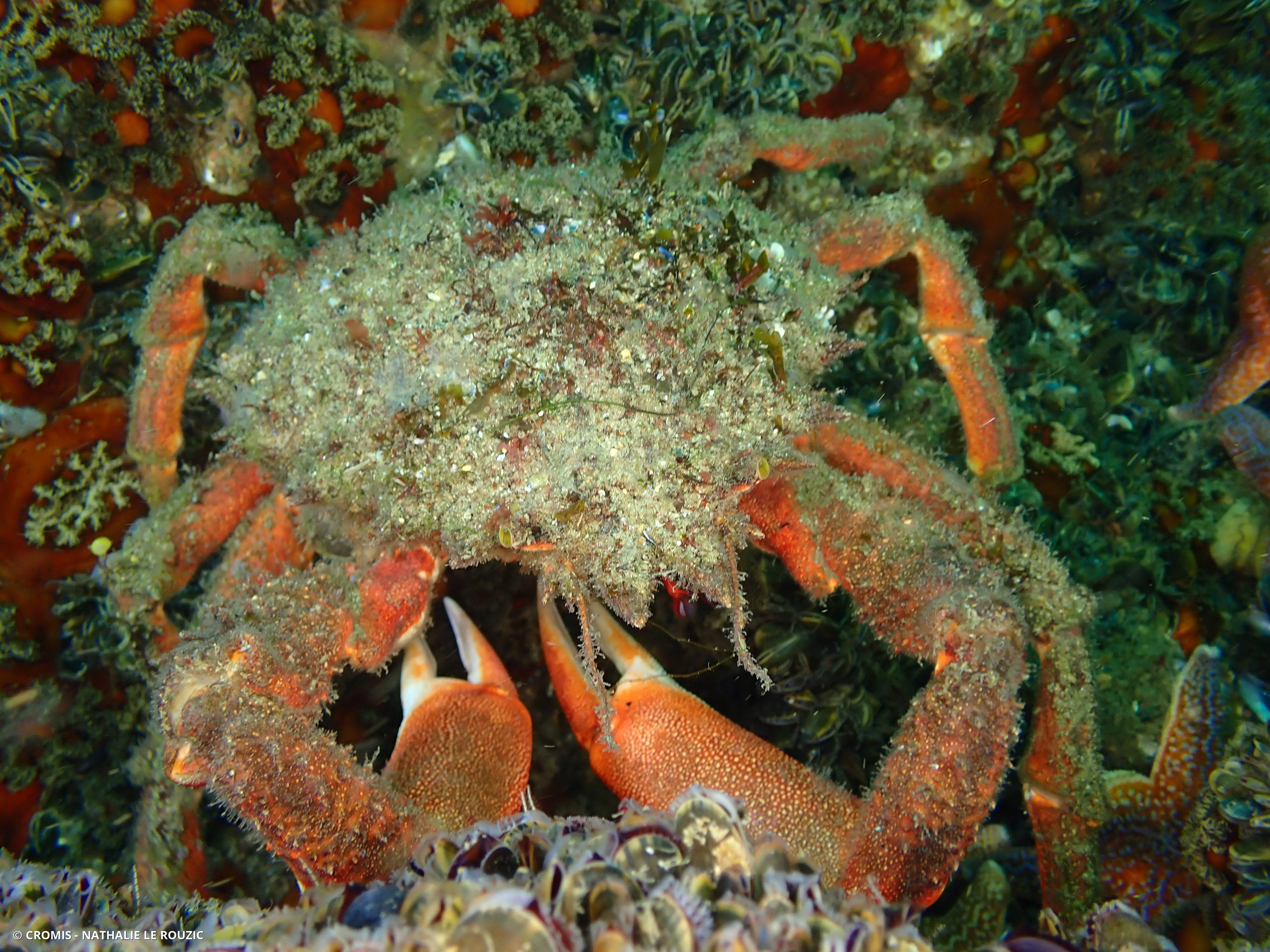 Araignée de mer Atlantique