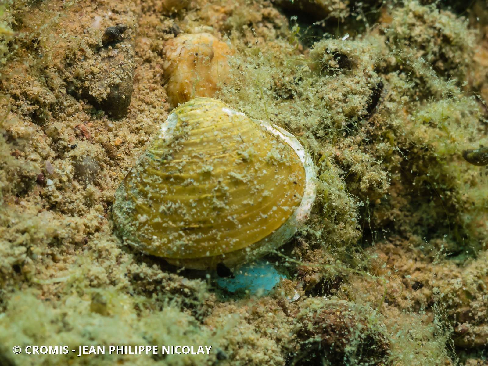 Corbicule asiatique
