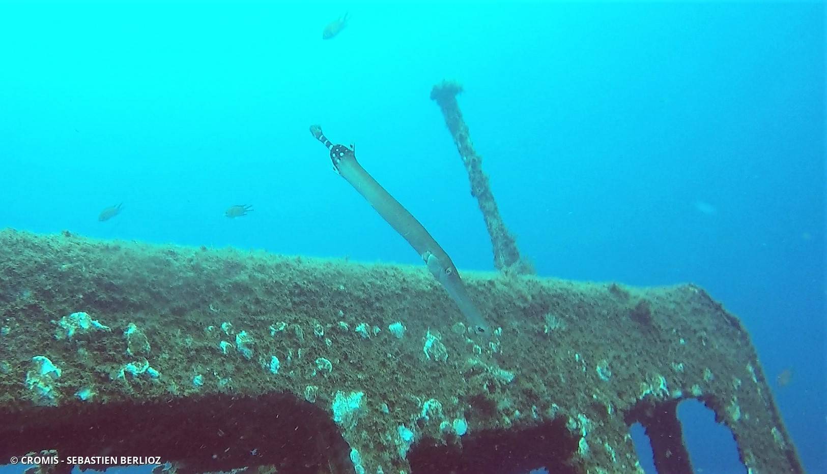Poisson-trompette atlantique