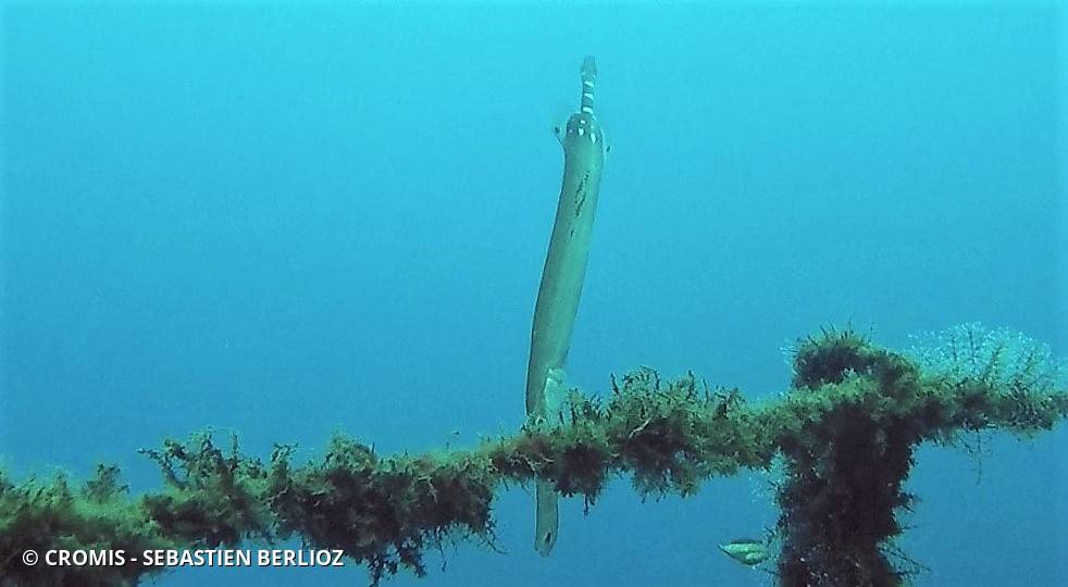 Poisson-trompette atlantique