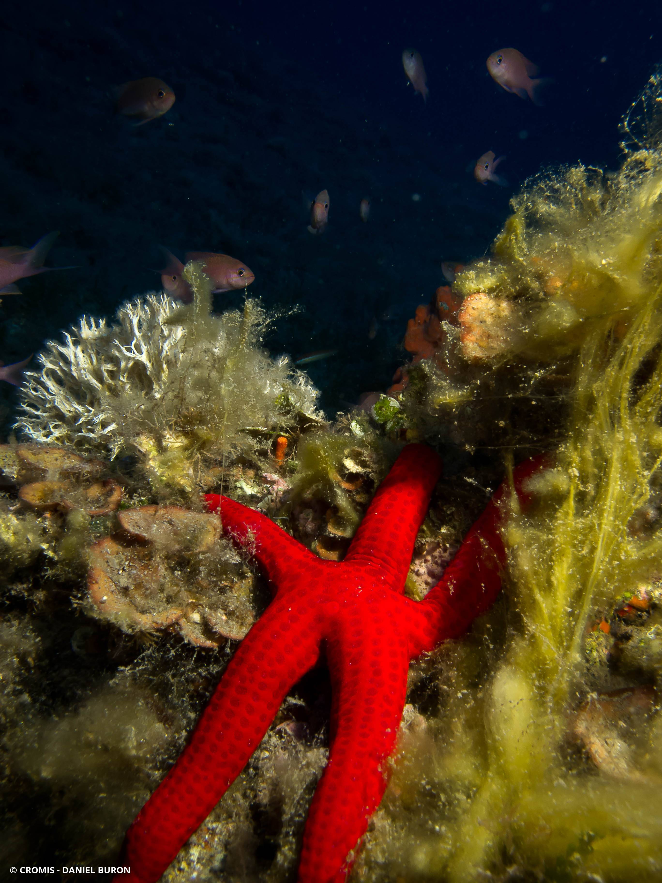 Etoile de mer lisse
