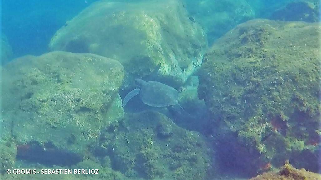 Tortue caouanne