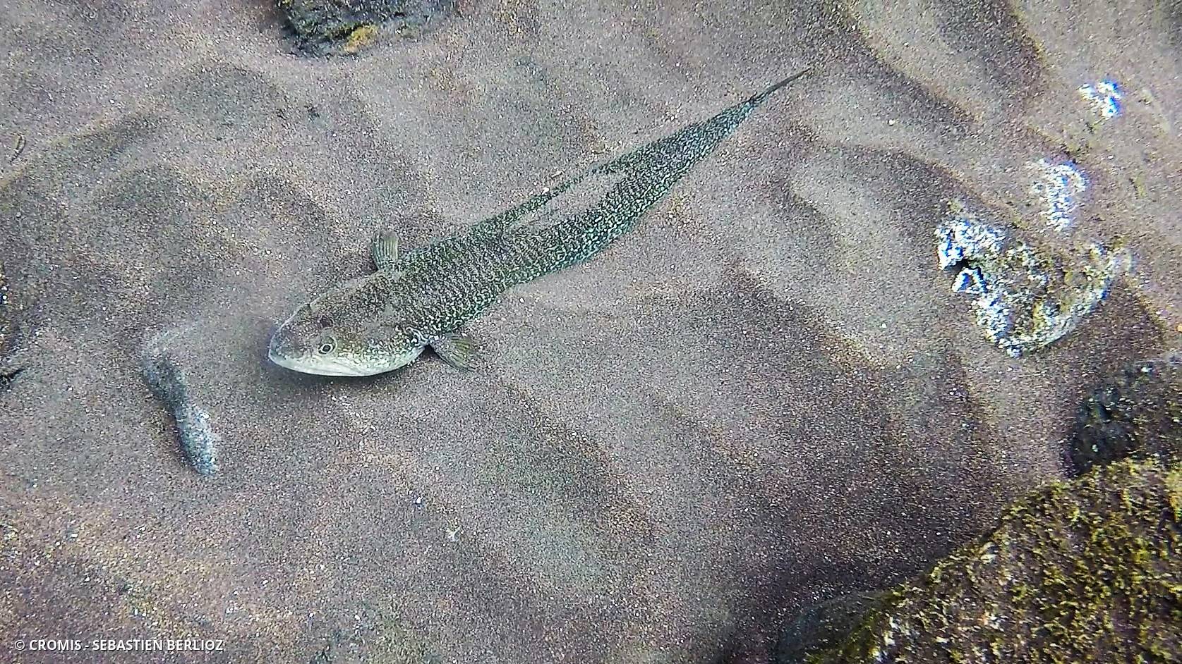 Poisson-lézard rayé