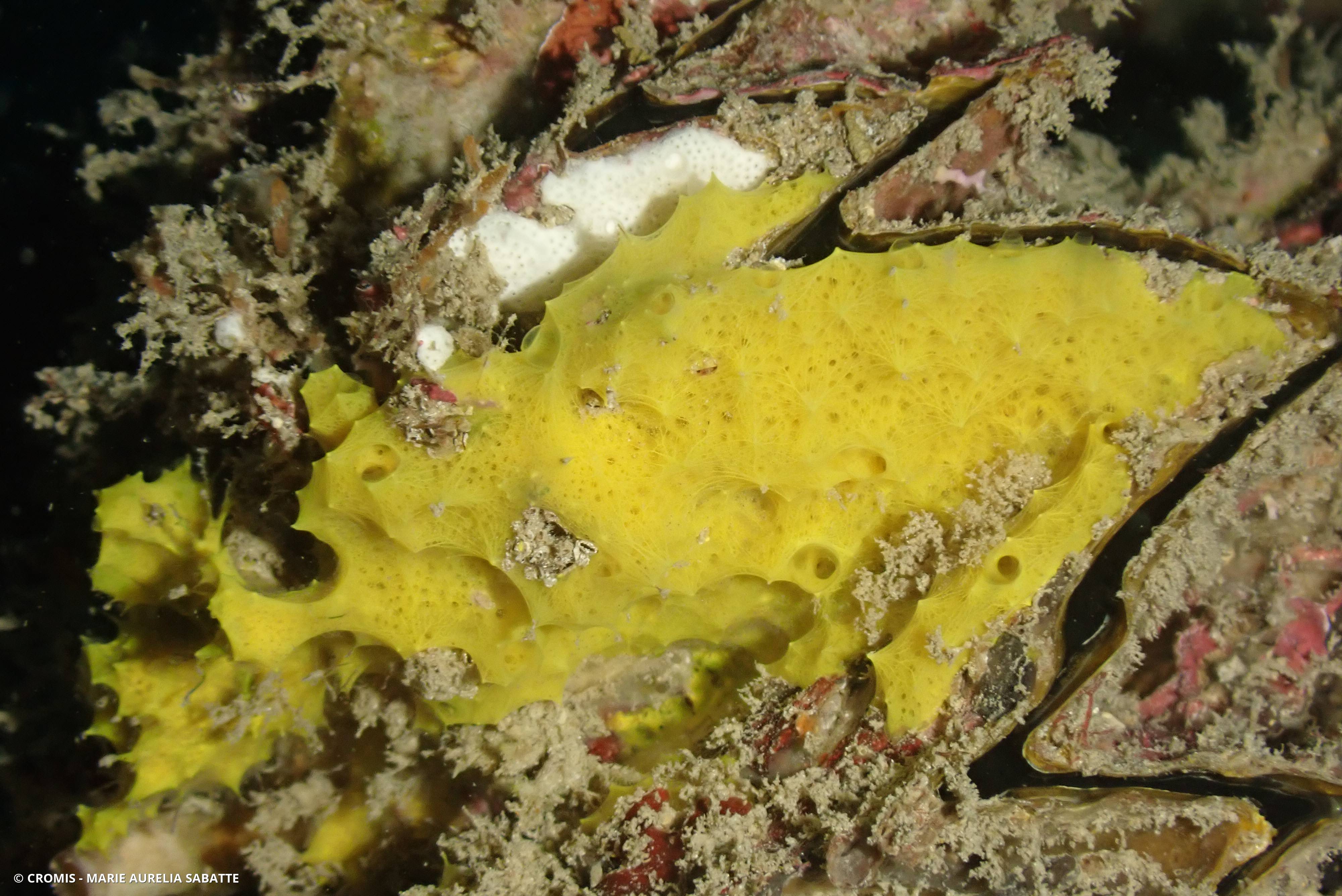 Eponge encroûtante jaune
