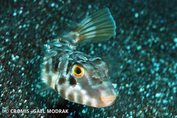 Poisson-globe guinéen