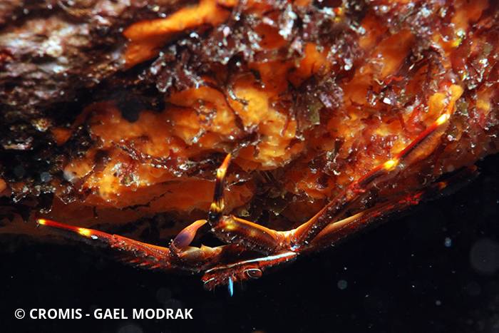Crabe plat des oursins