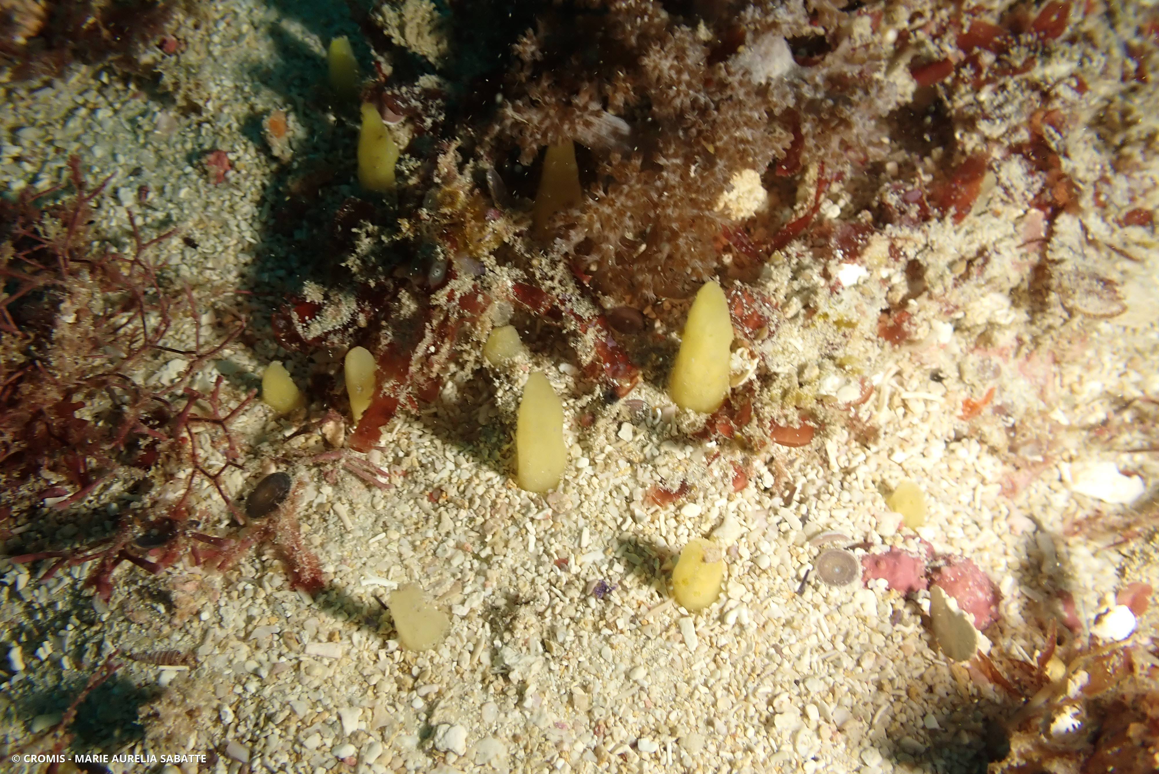 Eponge pinceau
