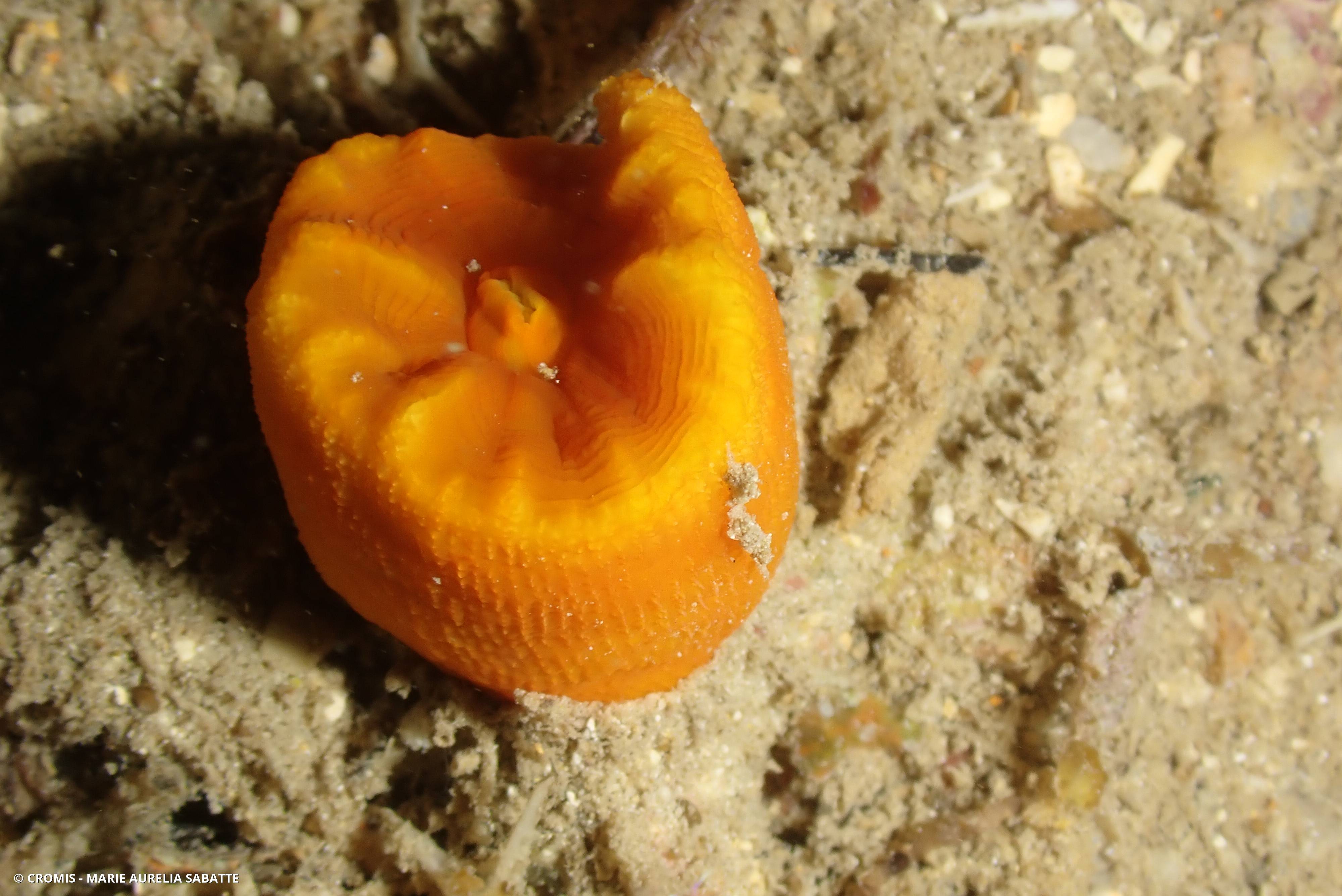 Corail-coupe orange