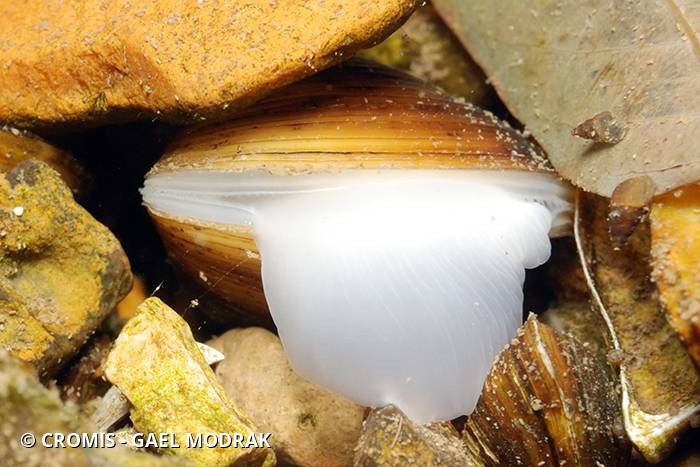 Corbicule asiatique
