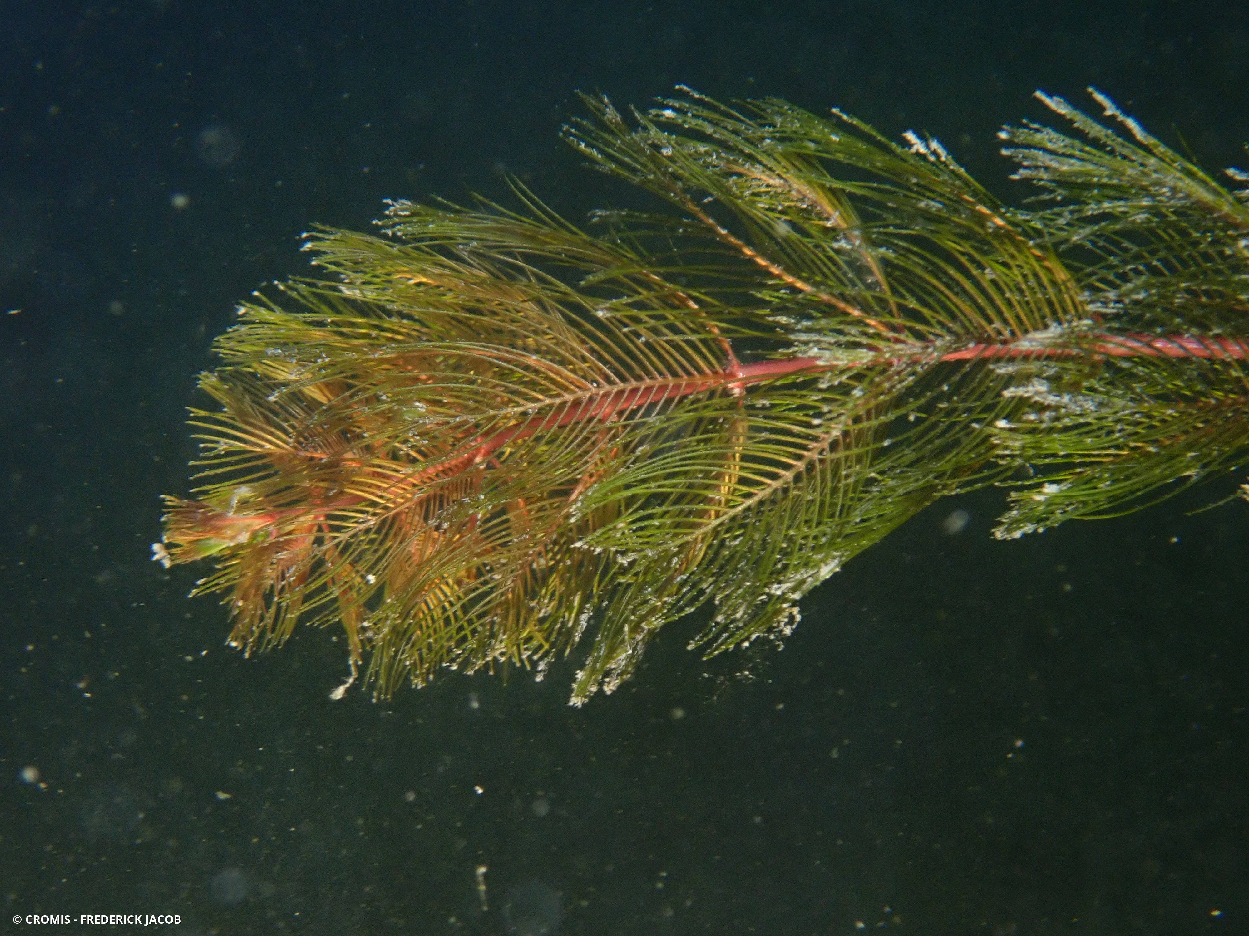 Myriophylle