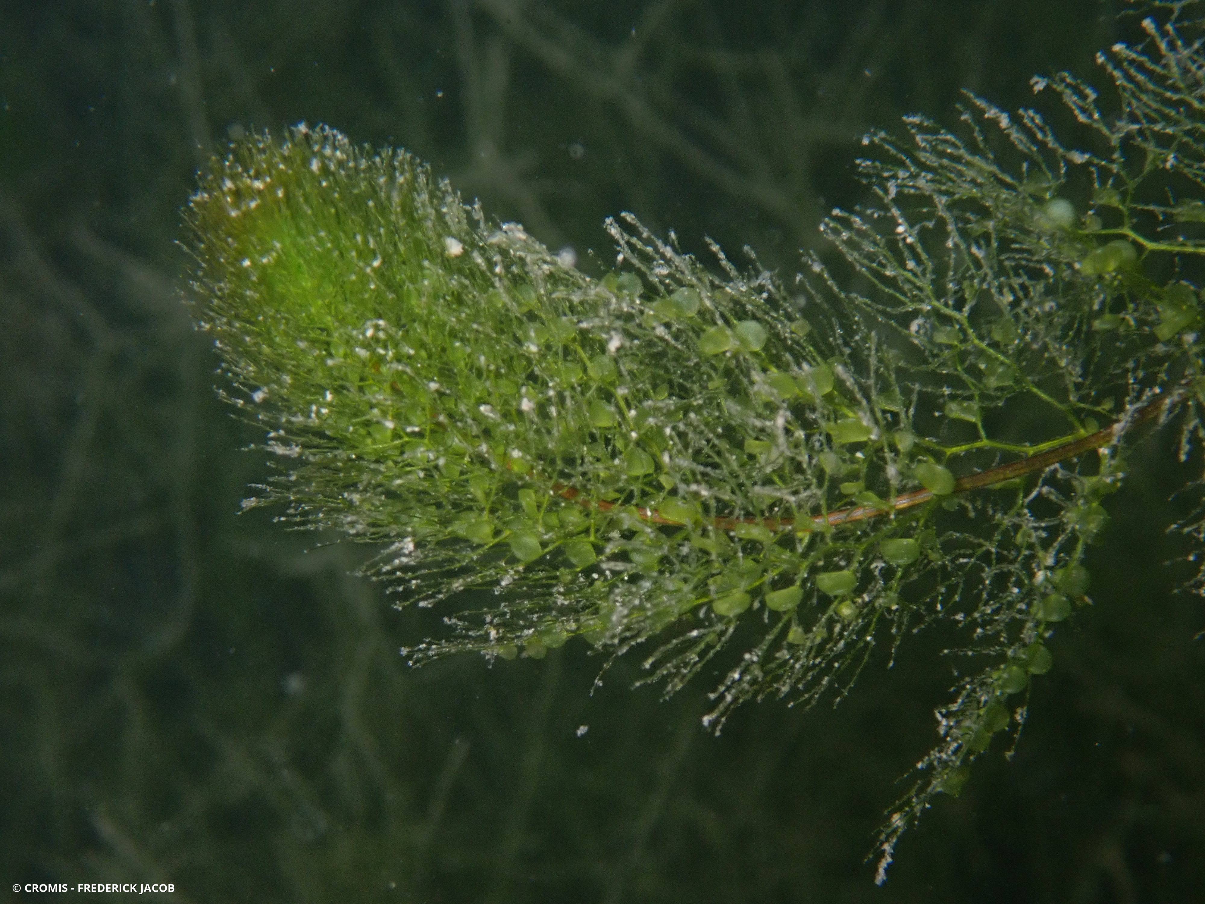 Utriculaire vulgaire
