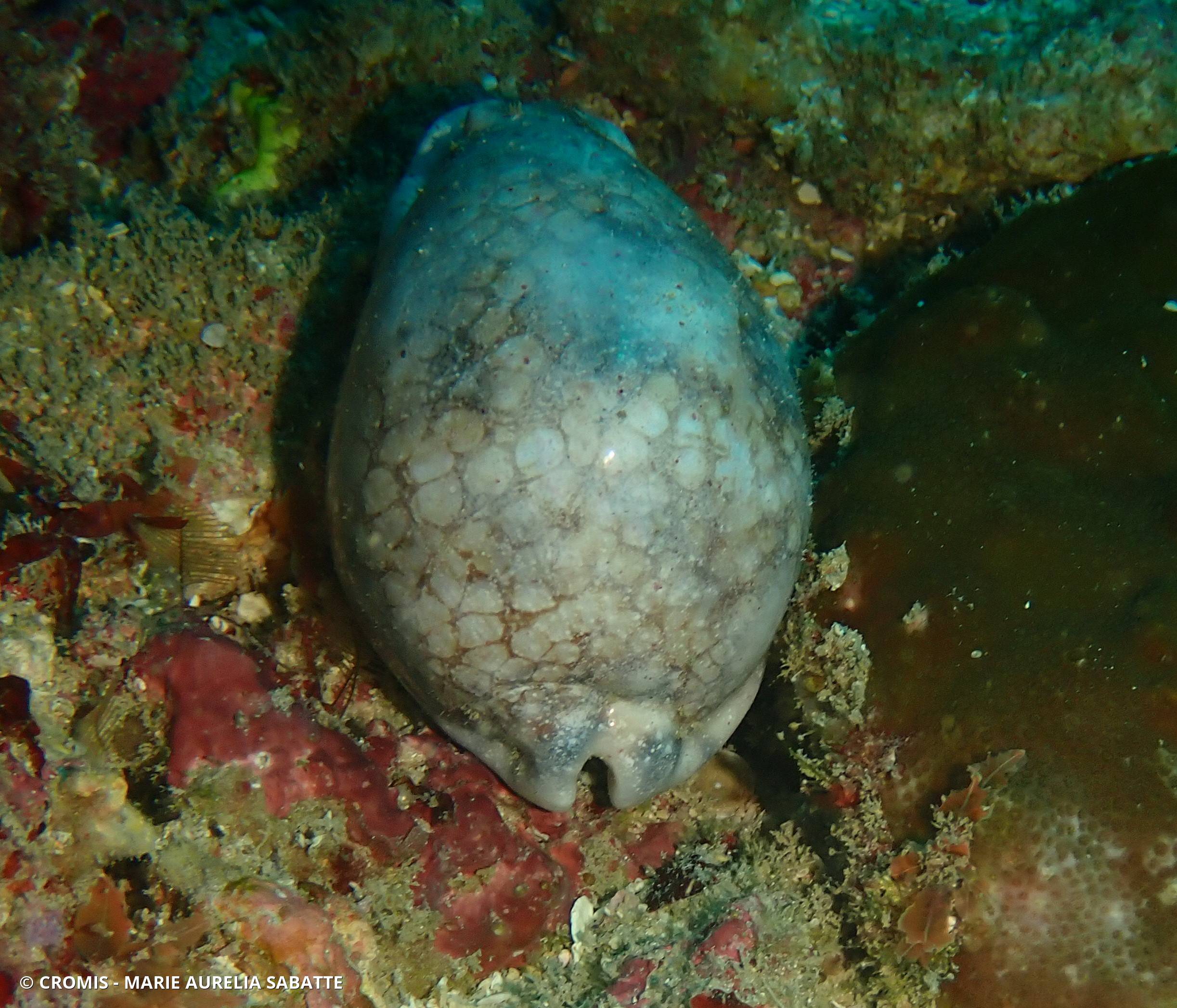 Porcelaine harlequine