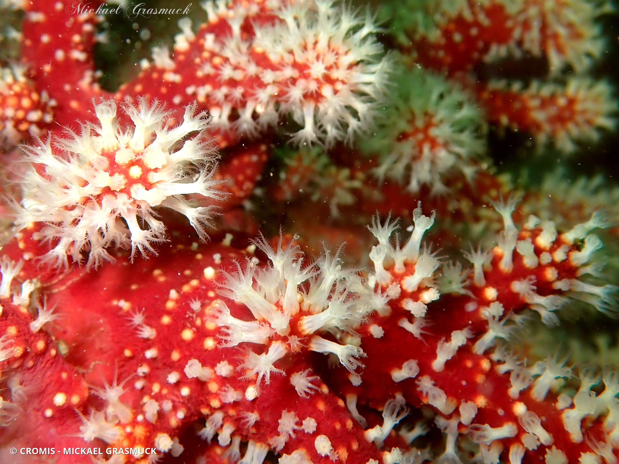 Alcyon rouge
