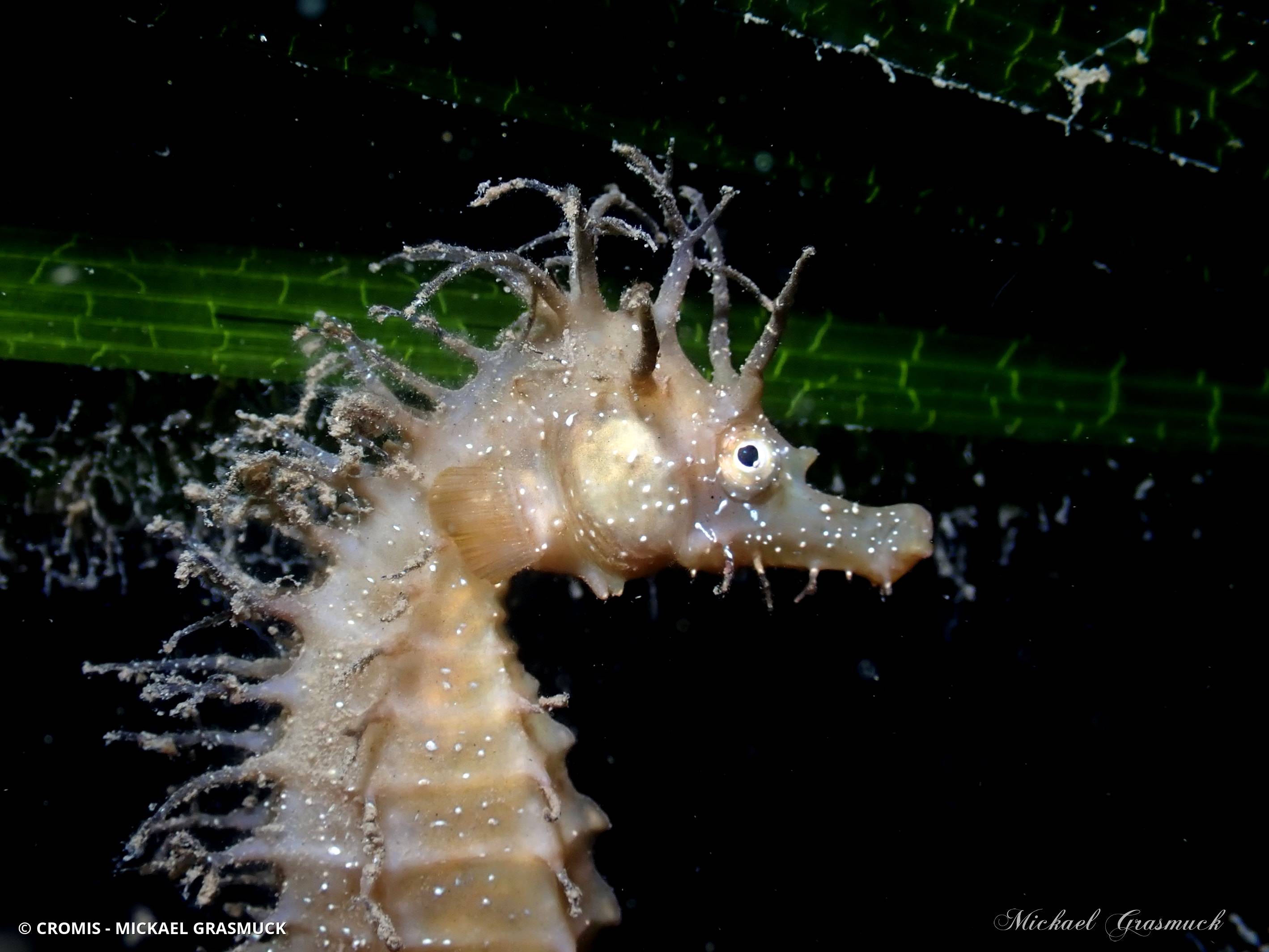 Hippocampe moucheté