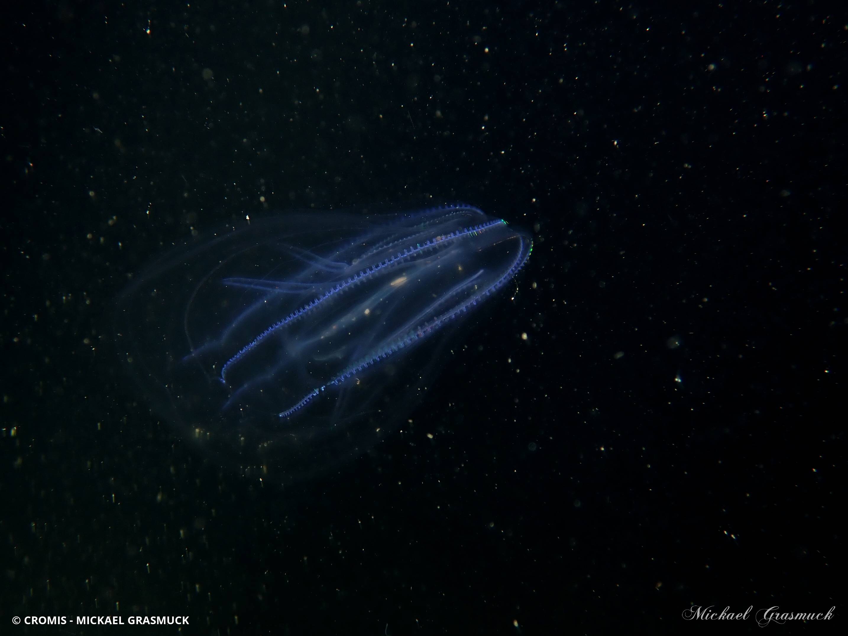 Mnémiopsis