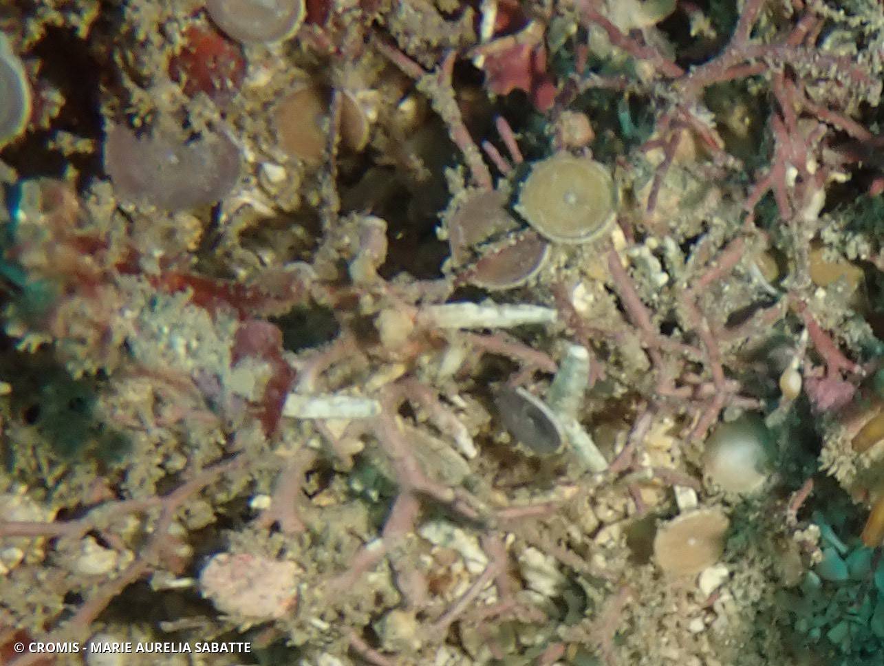 Zoanthaire rayon de soleil