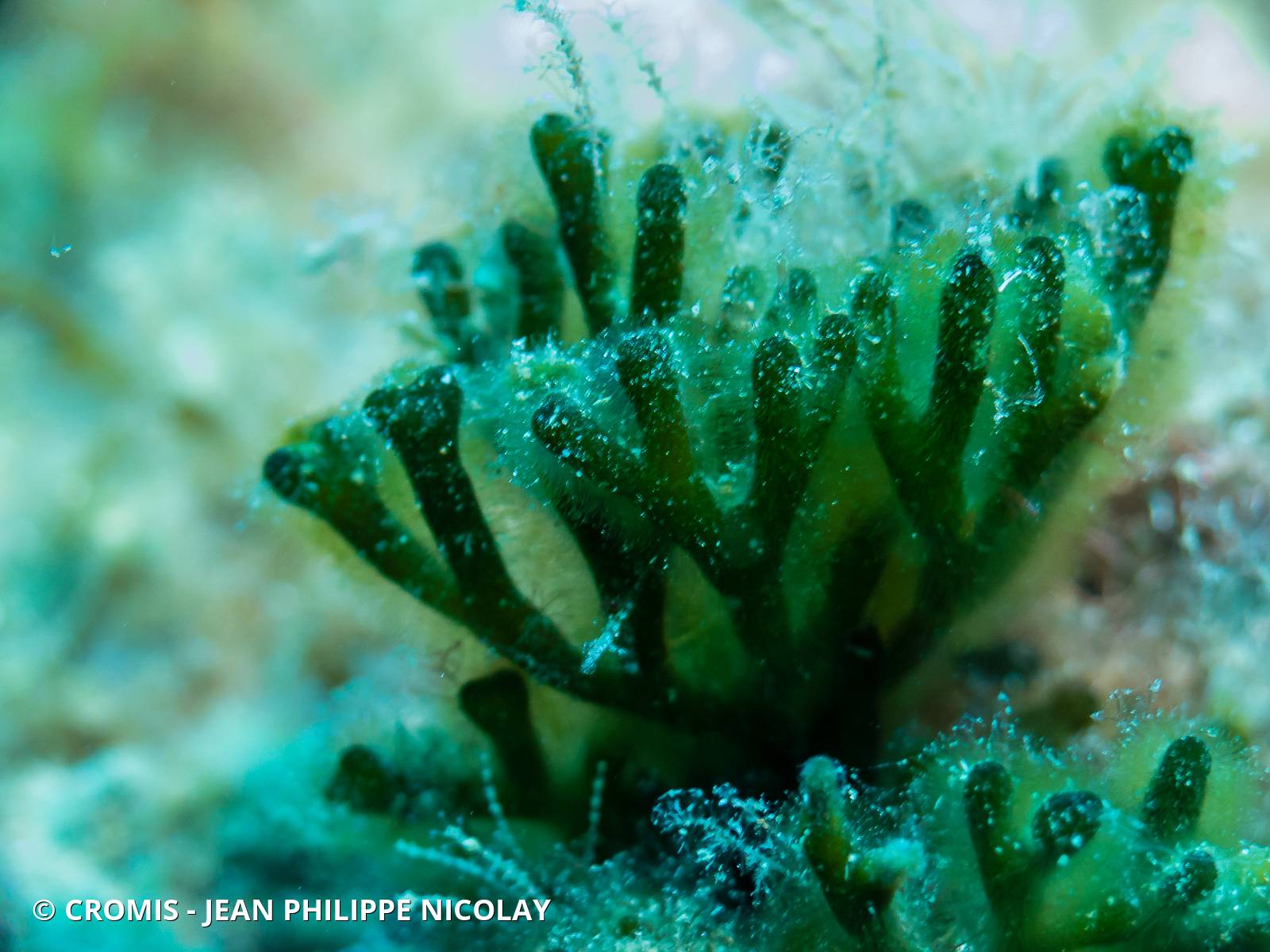 Codium fragile